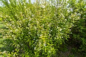 Lemoines Deutzia (Deutzia lemoinei), in bloom