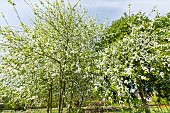 European birdcherry tree (Prunus padus) Watereri, in bloom
