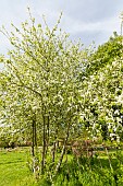 European birdcherry tree (Prunus padus) Watereri, in bloom