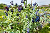 Blue shrimp plant (Cerinthe major subsp purpurascens) Purple Belle, in bloom