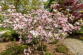 Flowering Dogwood (Cornus florida) Cherokee Sunset, in bloom