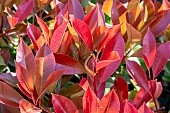 Photinia (Photinia x fraseri) Red Robin in early spring