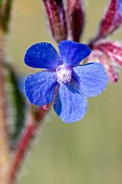 Large blue alkanet (Anchusa azurea), Aude, France