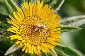 Wandering crab spider (Philodromus sp) on Spiny starwort (Pallenis spinosa), Aude, France