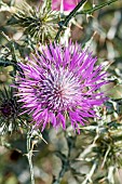 Purple milk thistle (Galactites tomentosus), Aude, France