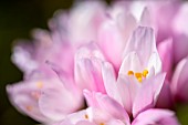 Rosy garlic (Allium roseum), Aude, France