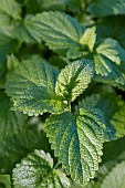 Lemon balm (Melissa officinalis), Gers, France