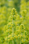 Ladys bedstraw (Galium verum), Gers, France