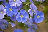 Austrian flax (Linum austriacum) naturalized ornamental form, Aude, France