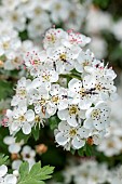 Flowers of a Hawthorn tree (Crataegus monogyna) and Minute black scavenger flies (Scatopsidae sp.), Vaucluse, France