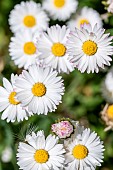 Common daisies (Bellis perennis), Gard, France