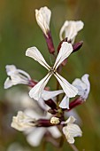 Rocket (Eruca vesicaria), Vaucluse, France