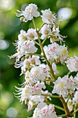 Horse chestnut (Aesculus hippocastanum), inflorescence, Gers, France