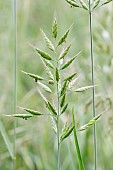 Soft brome (Bromus hordeaceus), Gers, France