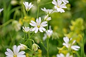 Greater stitchwort (Stellaria holostea), Gers, France