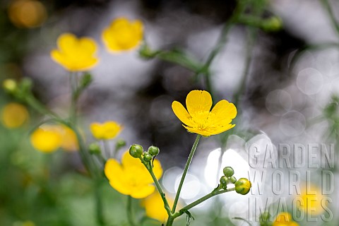 Meadow_buttercup_Ranunculus_acris_growing_by_a_pond_Gers_France