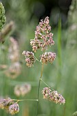 Cocks-foot (Dactylis glomerata), Gers, France