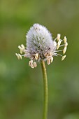 Hares foot plantain (Plantago lagopus), Aude, France