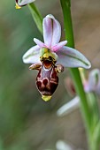 Woodcock bee-orchid (Ophrys scolopax), Aude, France