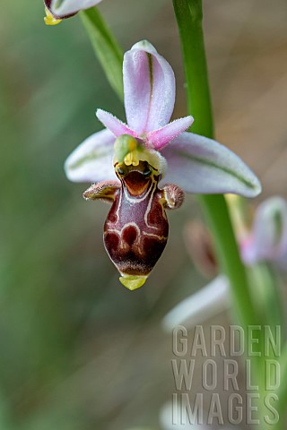 Woodcock_beeorchid_Ophrys_scolopax_Aude_France