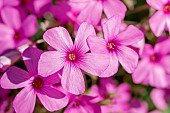 Pink sorrel (Oxalis articulata), Gard, France