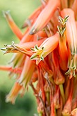 Aloe (Aloe sp.), flowers, Gard, France