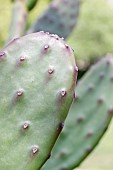 Thornless prickly pear (Opuntia anacantha) pad, Gard, France