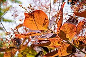 Smoke tree (Cotinus sp) Royal Purple in spring