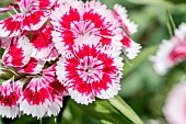 Sweet William (Dianthus barbatus)