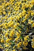 Jerusalem sage (Phlomis fruticosa)