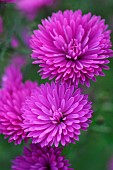 Double aster (Aster sp) autumn flowers