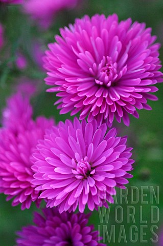 Double_aster_Aster_sp_autumn_flowers