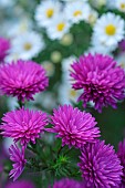 Double aster (Aster sp) autumn flowers