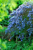 Ceanothus (Ceanothus sp), blue flowering shrub