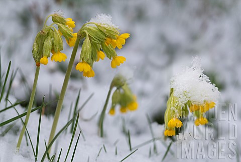Cowslip_primrose_Primula_veris_in_bloom_in_the_snow_Vosges_du_Nord_Regional_Nature_Park_France