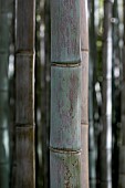 Black bamboo (Phyllostachys nigra f. boryana)