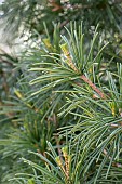 Japanese umbrella-pine (Sciadopitys verticillata) in spring