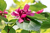 Sinocalycanthus x raulstonii Hartlage Wine