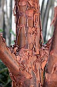 Peeling bark of a Paperbark maple (Acer griseum), Gard, France