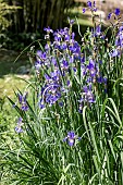 Siberian iris (Iris sibirica)