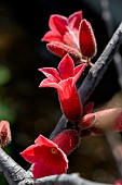 Dwarf kurrajong (Brachychiton bidwillii) flowers