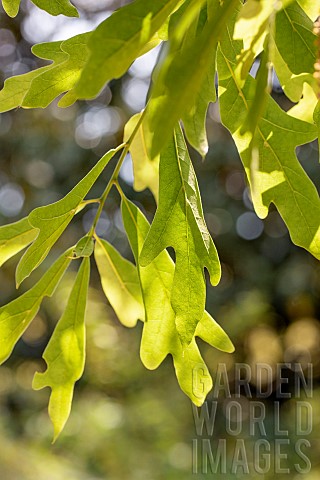 Water_oak_Quercus_nigra_young_leaves_in_spring_Gard_France