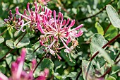 Etruscan honeysuckle (Lonicera etrusca), Gard, France