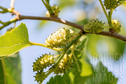White_mulberry_Morus_alba_fruits_Gard_FranceGard_France