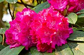 Rhododendron Germania, flowers