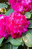 Rhododendron Germania, flowers