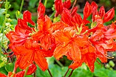 Azalea (Rhododendron molle) Orwell, flowers