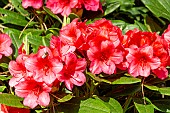 Yakushima Rhododendron (Rhododendron yakushimanum) Sweet Sue, flowers