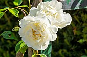 Rosa City of York breeder : Tantau