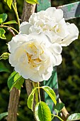 Rosa City of York breeder : Tantau